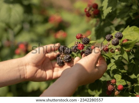 pick berries from the bush red and black raspberries Royalty-Free Stock Photo #2342280557