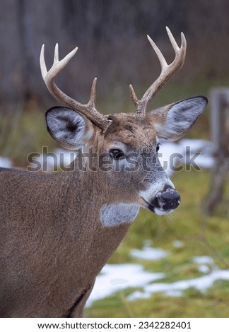 White-tailed deer buck walking in a snow covered meadow in Canada