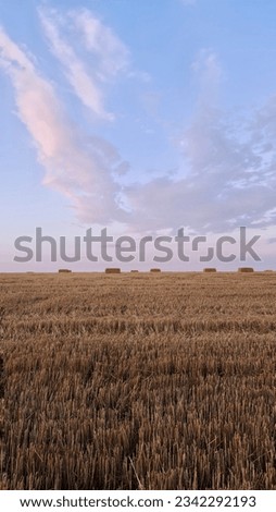 Wheat field with bales under the sky