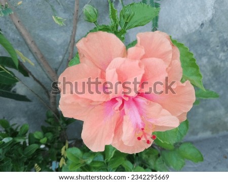 This is a flower that can be used as a background. It is a very beautiful flower. It is light pink in color. It looks very nice. This is a photo taken by our own photographer.