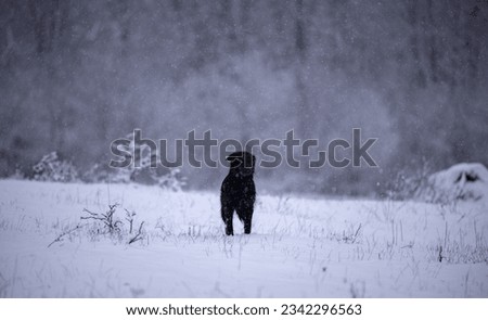 Portrait of a black dog running happy in the snow near the forest. Canis lupus familiaris a domestic animal into the wilderness during winter season