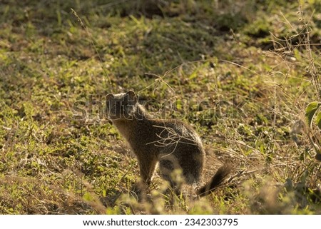Small animal from the Kenyan safari