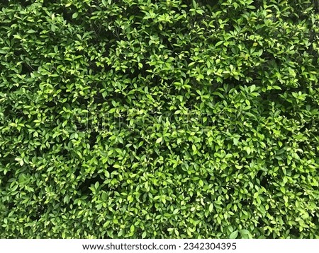 The green wall that separates the city from the countryside Nature never discriminates