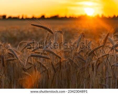The sun's rays illuminate the ears of wheat so that the glare remains and the rays themselves can be seen. The black silhouettes of the trees along the edges are lit with an orange border. Royalty-Free Stock Photo #2342304891