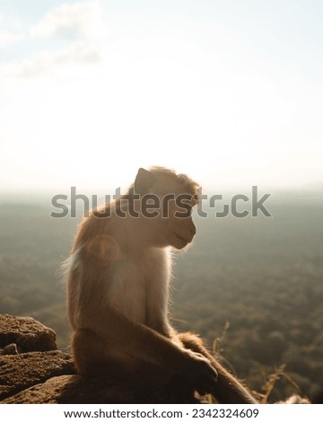Wild monkey relaxing in a morning sun near the Sigiriya lion rock, Sri Lanka
