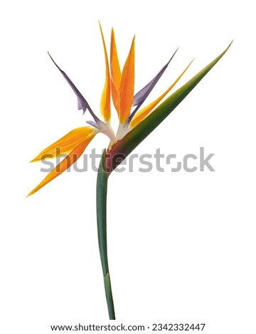 Strelitzia reginae flower, Bird of paradise flower, Tropical flower isolated on white background, with clipping path                                        Royalty-Free Stock Photo #2342332447