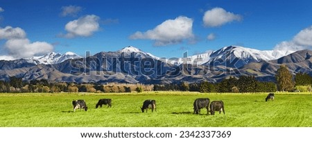 Pastoral landscape with grazing cows and snowy mountains in New Zealand Royalty-Free Stock Photo #2342337369