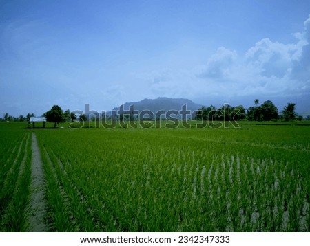Beautiful background for you with views of rice fields and hills. You can make it as a writing background, product, editing or wallpaper.