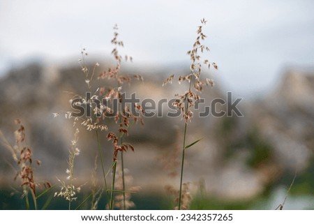 Soft natural background of grass and weed flowers in nature. Taking pictures in selective focus mode