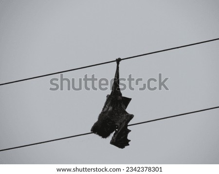 The Indian flying fox dead from electric shock 