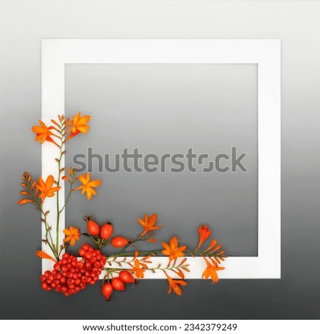 Autumn Fall Thanksgiving festive nature background frame with crocosmia lily flowers and berry fruit with white frame on gradient gray. Greeting card, invitation, menu, label design.