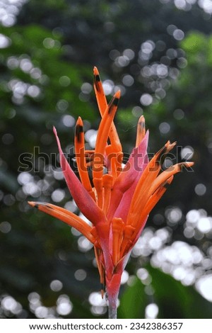 Heliconia psittacorum is a species of ornamental flowering plant native to the Caribbean and South America