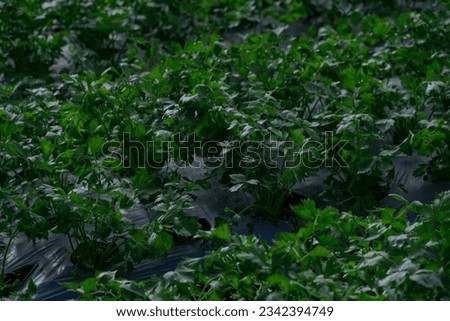 Agricultural Field of Celery Plants ready for harvesting
