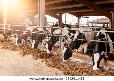 Calf cow in cage, caring on bio farm farming, feed hay grass silage pets, dairy cattle breeds, cowshed feeding. Fleckvieh breed, happy dairy cows of sustainable development. Suitable for both milk Royalty-Free Stock Photo #2342411459