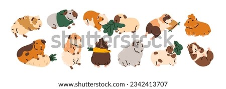 Cute funny guinea pigs set. Adorable baby animals, little rodents. Kawaii small pets. Comic amusing cuddly cavies eating, sleeping. Childish flat vector illustrations isolated on white background. Royalty-Free Stock Photo #2342413707