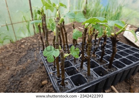 Reproduce fig tree by cutting. fig tree with root Cutting of plants and fruit trees Royalty-Free Stock Photo #2342422393