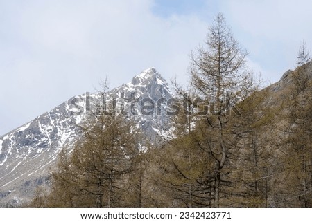 alpine trees and snow covered rocky mountain peak and ridges in the background. Uia di Mondrone, Lanzo Valleys, Alps