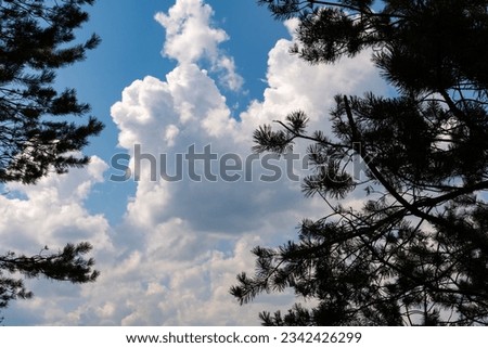 Beautiful clouds through pine branches