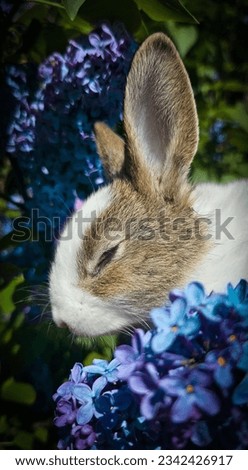 Rabbit in the middle of flowers