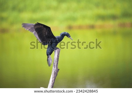 A Cormorant, dark ducklike waterbird with blue-green eyes, a rounded head, a sloping forehead, a long and slender bill that is sharply hooked at the tip, go underwater to catch fish.