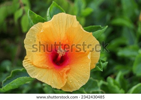 Amazing Yellow and Red Hibiscus Flowers, Close-up of pale pink Hibiscus flower - shoeblackplant flower - MALVACEAE - stock photo.