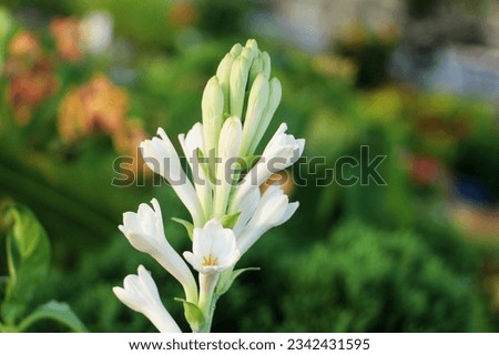 Close-up of tuberose, White tuberose flower in nature background - stock photo