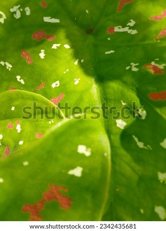 large heart shaped leafs. the color is green with some pink in the middle. white