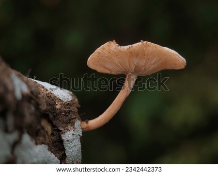 White mushroom grows on logs in the forest of Aceh - Indonesia