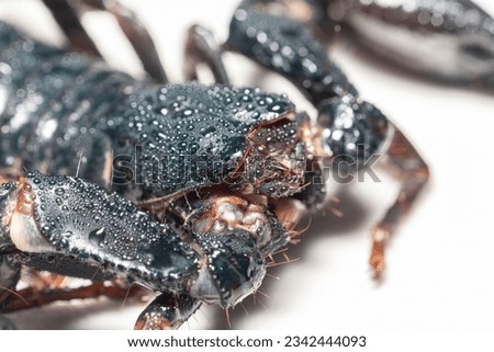 Study of the structure and anatomy of scorpions in the laboratory