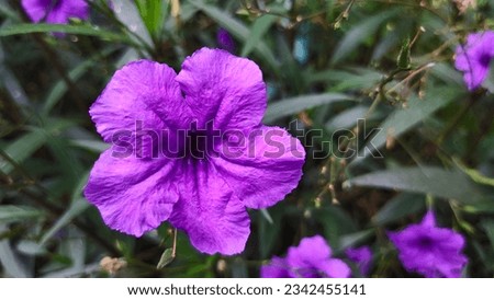 Britton's Wild Petunia, Mexican Bluebell, Mexican Petunia, purple flower background, illustration, background image, space for text.