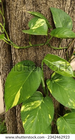 Devil's ivy, is a tropical ivy. The leaves are heart-shaped, bright green. interspersed with soft yellow, likes light, the plant looks soft, illustration, leaf background image text area