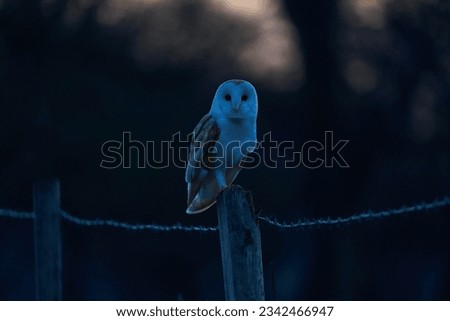 Barn Owl in English countryside soft background