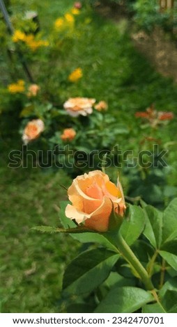 Colorful roses in the garden