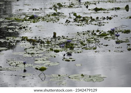 Water Lilies (Nymphaeaceae),Lotus flower in the pond.Lotus pond natural landscape in evening sunlight which reflect blue sky and greenery tree, relaxing space.