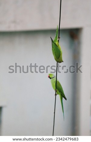 indian ringneck parrot sitting in cable