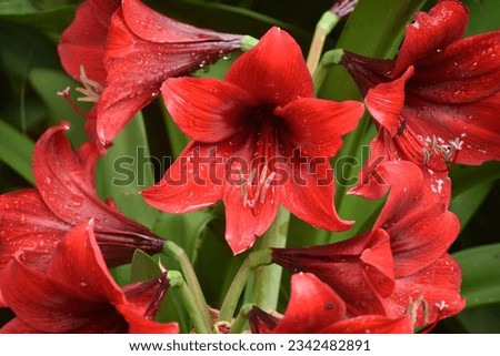 the beautiful Red Lion' Amaryllis' bright red blooms  Royalty-Free Stock Photo #2342482891