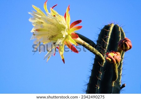 Organ Pipe Cactus flower blossom taken at a desert garden in an outdoor patio