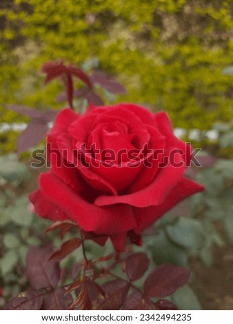 Beautiful Red Rose flower with  Bloomed petals.