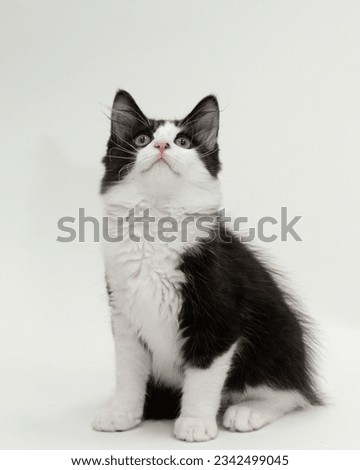 Shelter Cats and kittens in a photo studio