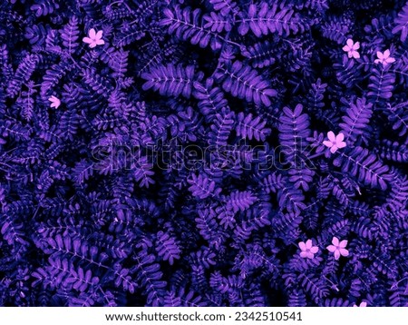 Beautiful abstract blue and purple flowers on white background, black flower frame, dark leaves texture, purple background, purple background, flowers for Christmas and valentine celebrations