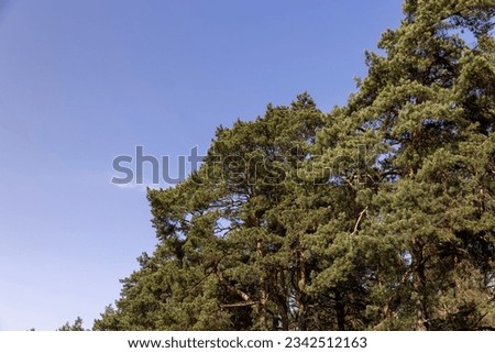 green needles on pine trees in sunny clear weather, pine trees in the spring season