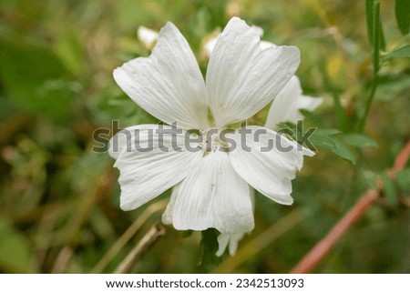 close-up of a beautiful white musk mallow (Malva moschata) flower growing wild Royalty-Free Stock Photo #2342513093