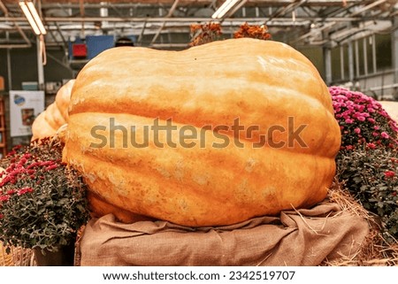 A very large giant pumpkin at the autumn Farmer's Harvest Show.