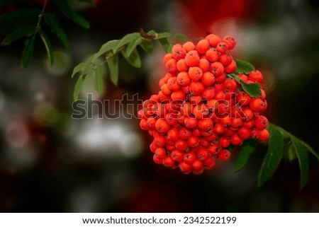 Ripening rowan berries hanging on the tree during the day. Branch with the berries of wild ash. Isolated on a green background. High quality photo