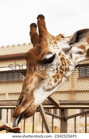 Girl in the zoo feeds a giraffe from her hand.