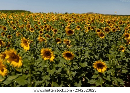Sunflowers in a crop field, growing in the sun, in summer, with their green stems and leaves, and with their huge yellow petals. Agricultural and agri-food industry near San Esteban de Gormaz, Soria