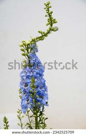 blue delphinium in bloom in the flower garden - hardy ornamental plant, picture released