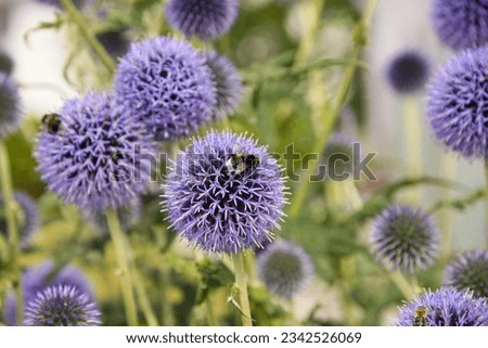 Bumblebee and bee are sitting on intense purple blooming globe thistle Royalty-Free Stock Photo #2342526069