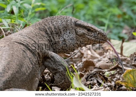 Lizard in the forest, Satchori National park, sylhet, bangladesh