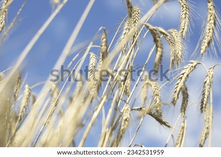 corn field in summer time